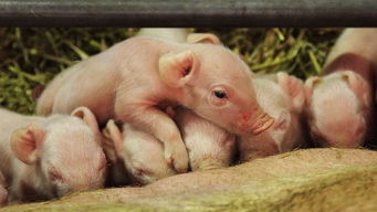 英国培育出抗非洲猪瘟的猪只