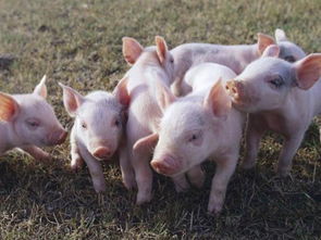 农村养猪的看过来 这些草药可以喂猪治病 你知道吗