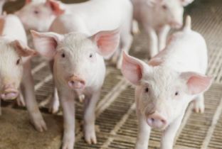 猪链球菌病的疫苗及使用方法