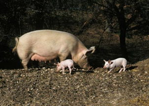 关于母猪的饲养管理技术大全之九 母猪引淘篇