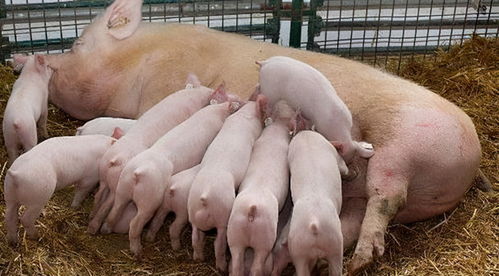 母猪不发情的原因及解决办法,很多养殖户都做错了